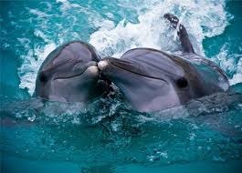 Прокурори недорахувалися бойових дельфінів та сивучів у Севастополі

