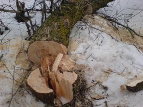На залізничному перегоні «Штефанешти-Веренчанка» незаконно позрубували дерева