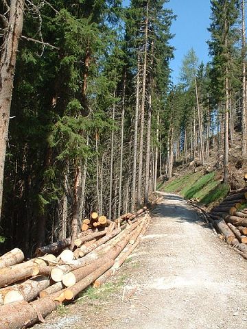 Хай буковинські підприємці не лукавлять: їхню «потребу» в лісосировині не забезпечить жоден лісгосп
