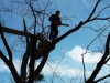 Мерія дозволила зрубати 55 дерев у Чернівцях