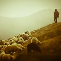 Ентузіасти відроджують історично традиційну для Буковини галузь тваринництва — вівчарство
