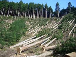 На Буковині ліс рубали на площі майже 15 тисяч га  