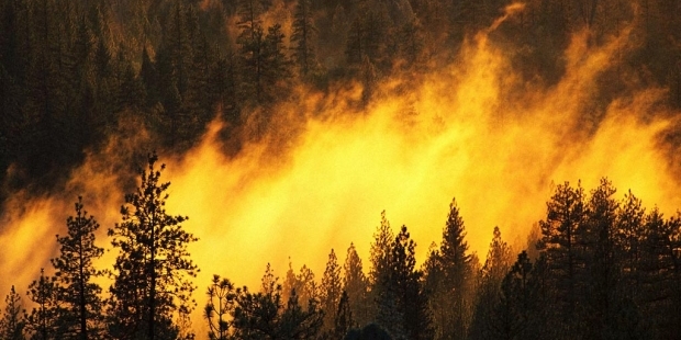 Лісова пожежа рухається у напрямку ЧАЕС: Яценюк працює безпосередньо на лінії вогню