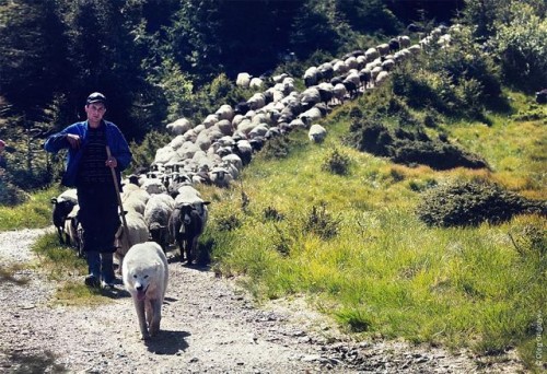 На Буковині занепадає вівчарство