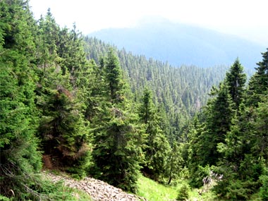 Лісокористувачі регіону сплатили до зведеного бюджету понад 14 мільйонів гривень