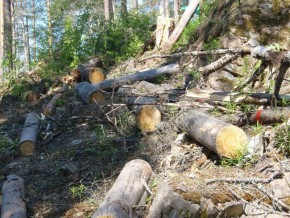 Спеціальна комісія,  сформована за дорученням Яценюка, перевіряє факти незаконної вирубки лісу У Чернівецькій області 