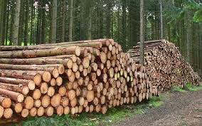 Бурбак звернувся до уряду захистити лісову галузь Буковини, а бюджет від втрати 40 мільйонів гривень через кадрові перипетії 