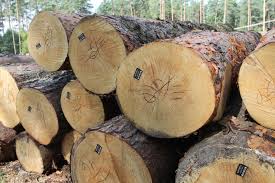 Усі лісгоспи на Буковині переведуть на електронний облік деревини