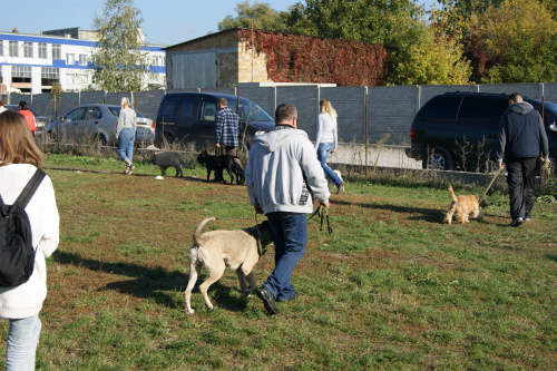 У Чернівцях власників разом із вихованцями вдруге запрошують на безкоштовні курси дресури собак
