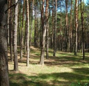 На Буковині хочуть повернути контроль за лісовими землями