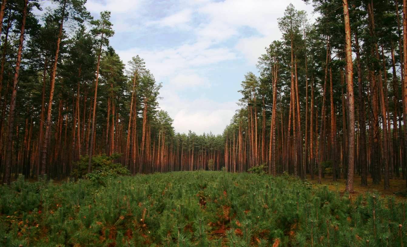 Чернівецька область - лідер у Карпатському регіоні за обсягами відтворення лісу шляхом природного поновлення
