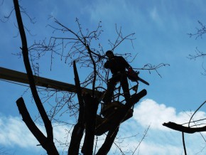У Чернівцях знесуть ще майже сотню дерев, у Садгорі - нещадно вирубають! 