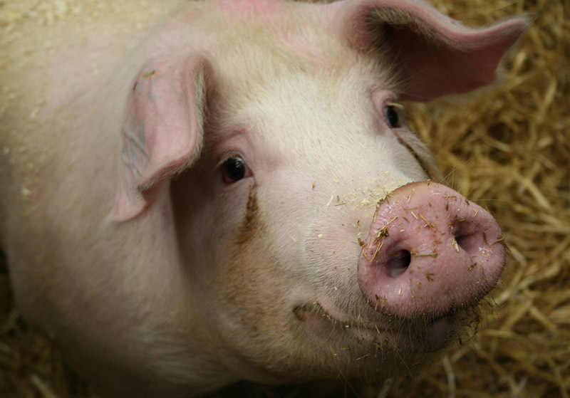 На Новоселиччині - африканська чума свиней: санінспектори закликають не купувати підозрілу свинину і ковбаси за зниженими цінами