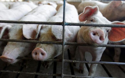 У трьох селах Буковини оголосили карантин через спалах африканської чуми свиней