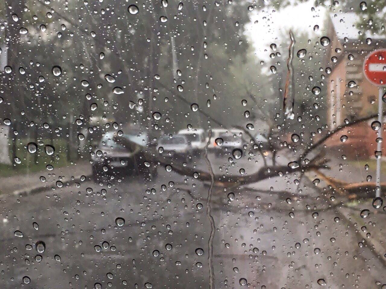 На виїзді з вулиці Буковинської на Головну дерево впало на припаркований автомобіль  (ОНОВЛЕНО)