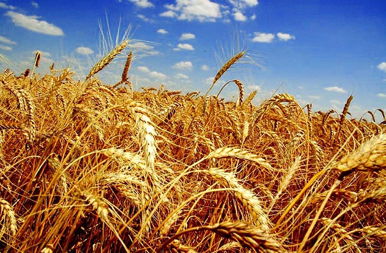 Собрано около 70% урожая с полей Черновицкой области