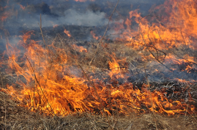 У Чернівецькій області вигоріло 2 га сухої трави