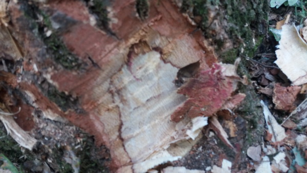 На Кіцманщині невідомі зрубали тавра з граба і дуба: лісівники очікують провокацій