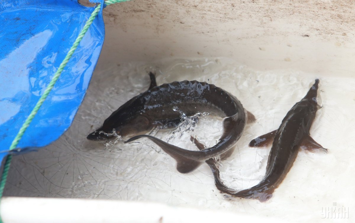 На Буковині створять центр з відтворення аборигенних видів риб