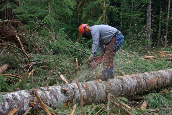 Майстер лісу парку «Вижницький» завдав збитків державі на суму майже 80 тис. грн.