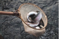 Сокирянський Козак хоче, щоб гідроенергетики виростили бодай 200-300 тонн риби