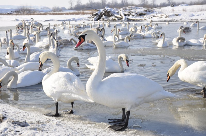 Лебеді в Чорториї оселилися на іншому озері (ФОТО, ВІДЕО)