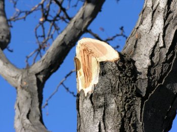 У Кіцмані загинув чоловік, який спилював гілки дерев