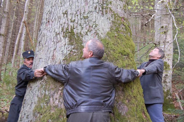 Лісівники саботують збереження унікальних пралісів та старовікових лісів Буковини