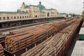 Держлісагентство підтвердило слушність Бурбака й Салагора та ввело обмеження на експорт шестиметрових дров, які так захищали нардеп Рибак і Череватий