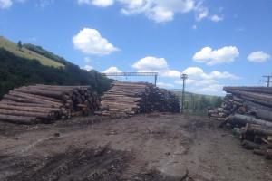 ЄС закликав Україну скасувати мораторій на експорт необробленої деревини