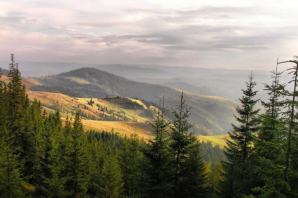 Природний парк на Буковині розширять задля збереження карпатських пралісів