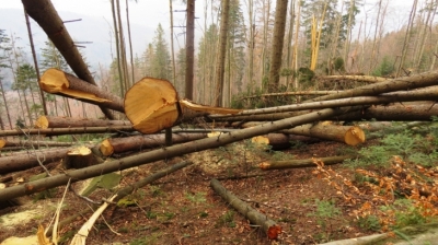 У Національному природному парку «Вижницький» нарубали 'дров' на третину мільйона гривень