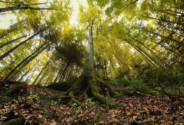 Чи врятуємо ліси Буковини? Минуло два роки, але ні лист міністерства, ні доручення прем’єр-міністра в області так і не виконали