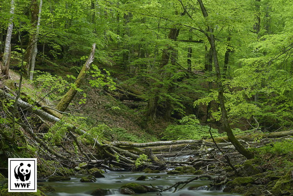 Запас деревини в лісах України в межах 2 мільярдів куб. м і постійно збільшується