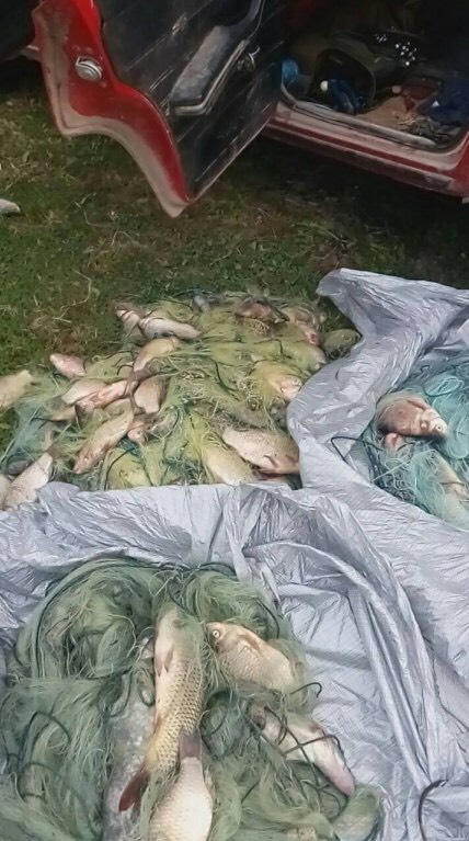 Дев’ятнадцять тисяч грн збитків та 60 кг безхазяйної риби виявив Чернівецький рибоохоронний патруль