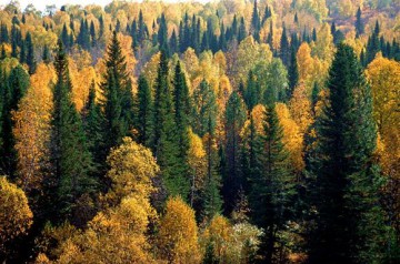  Держава втрачає ліс. Прокуратура переконана у незаконності рішення Чернівецької облради 