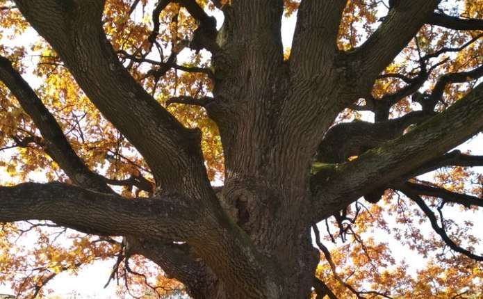 Дуб, який росте на Хотинщині, увійшов до реєстру Стародавні дерева України