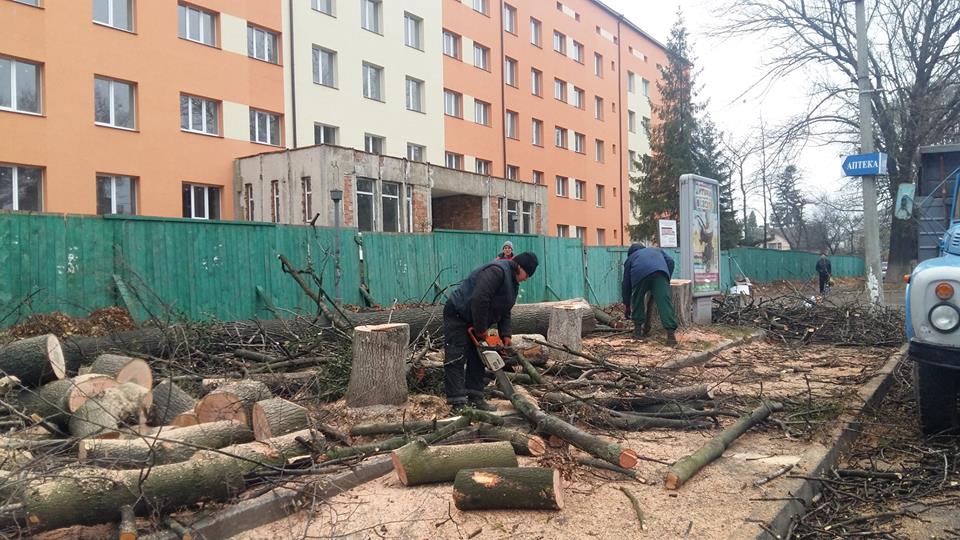 На вулиці Буковинській вирубали столітні дерева 