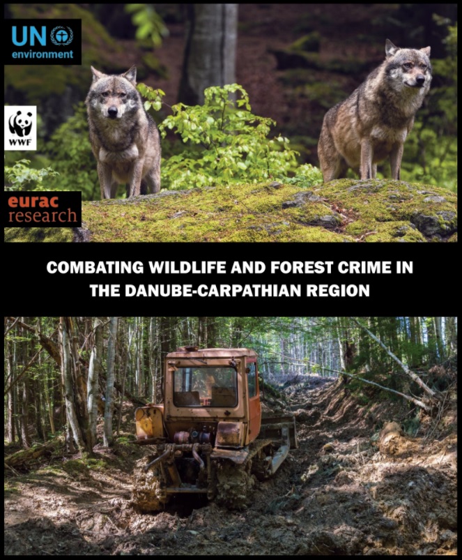 Незаконна вирубка та браконьєрство загрожують останнім недоторканим лісам та знаковим видам дикої природи