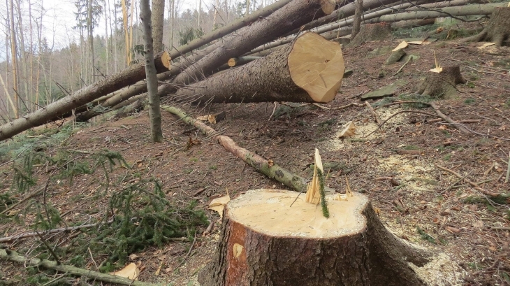 Лісник привласнював та реалізовував незаконно зрубану деревину