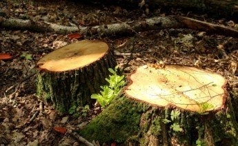 Майстер лісу допустив незаконну порубку дерев
