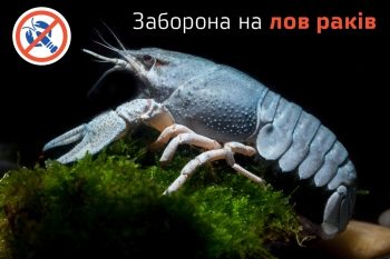 З 10 грудня на Буковині заборонено ловити раків – Чернівецький рибоохоронний патруль