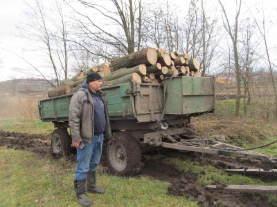 У Чернівецькій області браконьєри убивають зрілі дуби