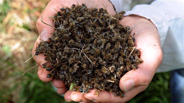 На Буковині виявили невідомого науці павука і дослідили причини вимирання бджіл