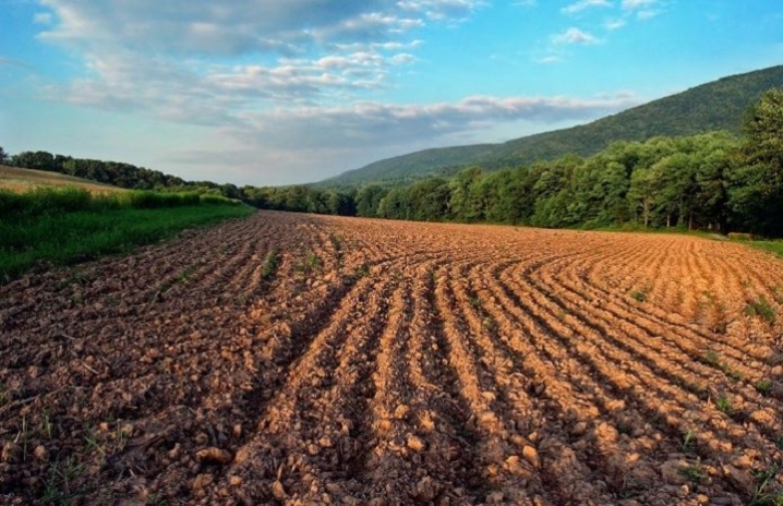 На Буковині фермерське господарство самовільно захопило земельну ділянку