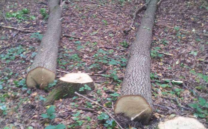 ДП «Чернівецький лісгосп» відшкодує понад 3 мільйони гривень збитків за незаконну рубку дерев