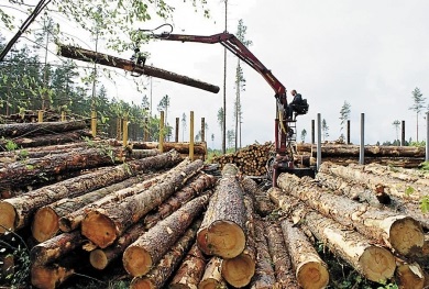 Три буковинських лісгоспи «попалися» на махінаціях з експортованою деревиною
