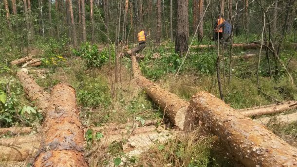 'Останній потоп у Чернівцях пов'язаний саме зі знищенням лісів': за 15 років в Києві знищили приблизно мільйон дерев і посилаються на негативний приклад столиці Буковини