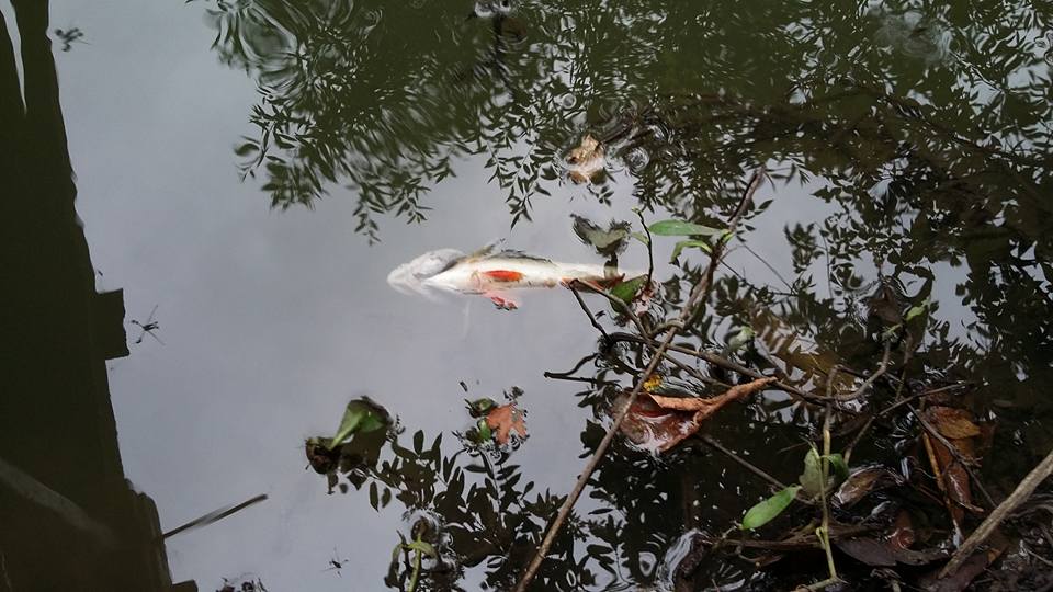 В річці Совиця, що у Мамаївцях, знову масово загинула риба: місцеві підозрюють завод Букофрукт