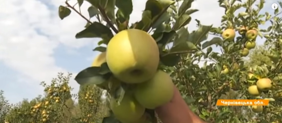 Буковинські фермери в розпачі – мають чи не найбільший врожай яблук і при цьому великі збитки